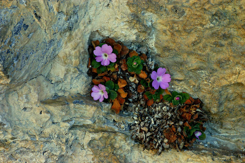 Primula allionii / Primula di Allioni